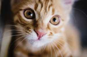 yellow tabby cat