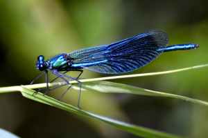 animal biology blue blur